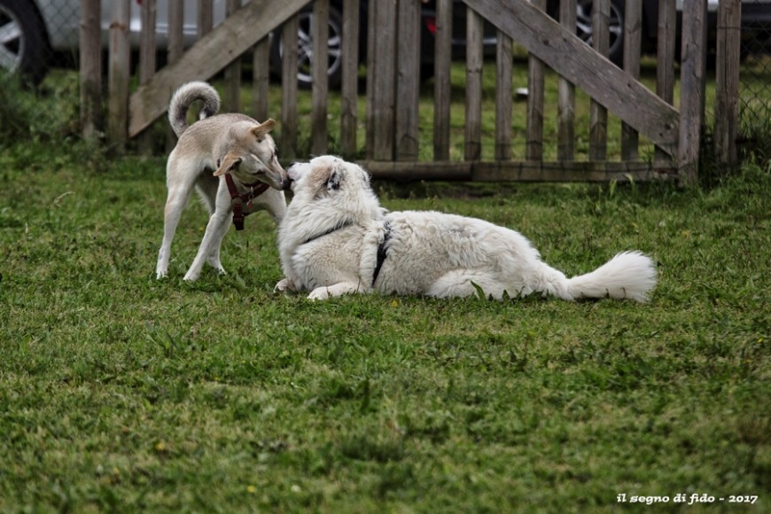 Laboratori di socializzazione: come comunicano i cani
